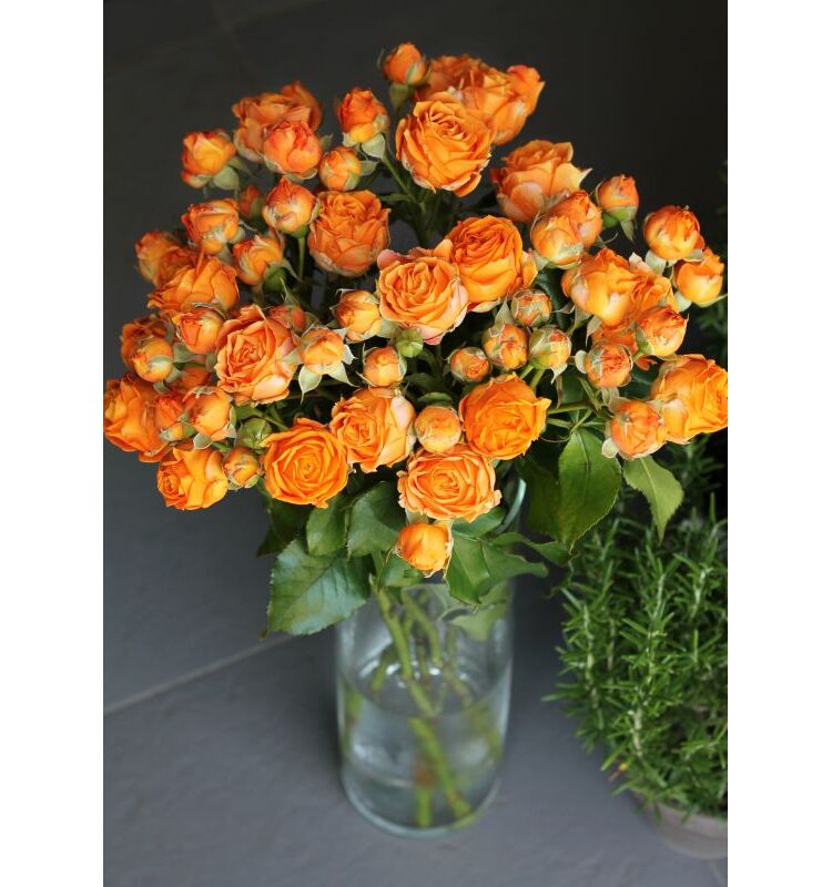 Картинка Роза кустовая Корал Баблс Кения