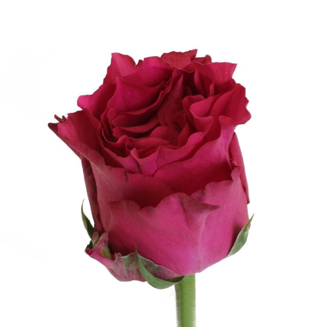 Картинка Роза Лейла