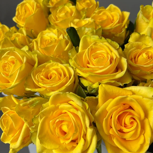 Картинка Роза Пенни Лейн