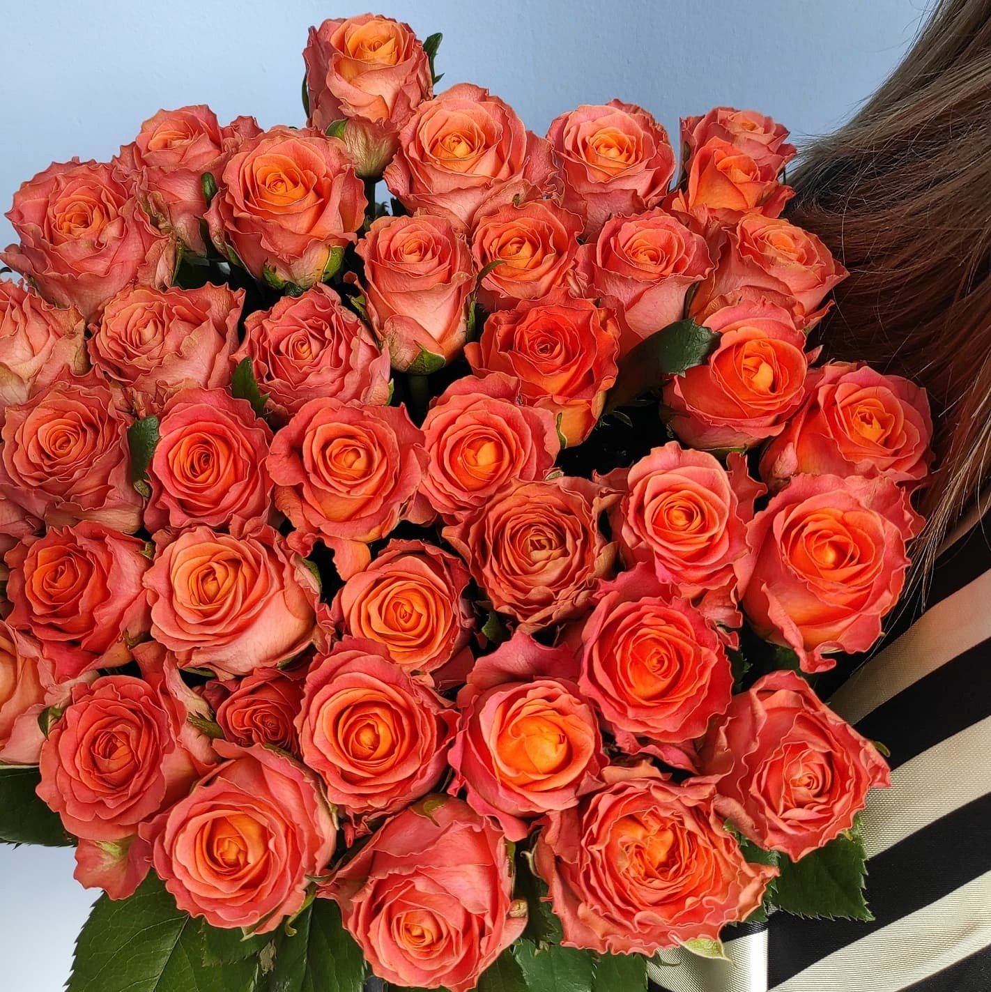 Картинка Роза Кларенс