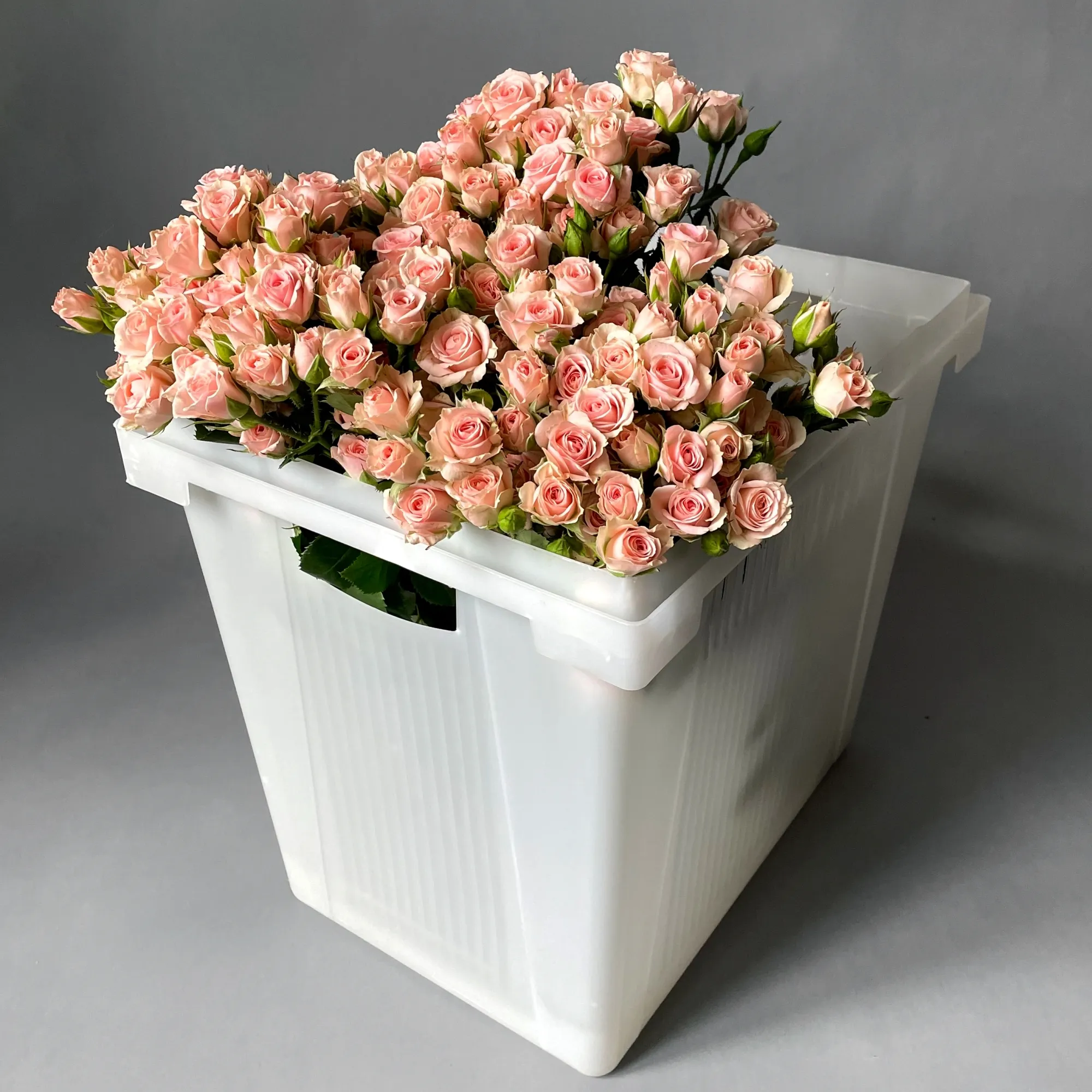 Картинка Роза кустовая Лидия