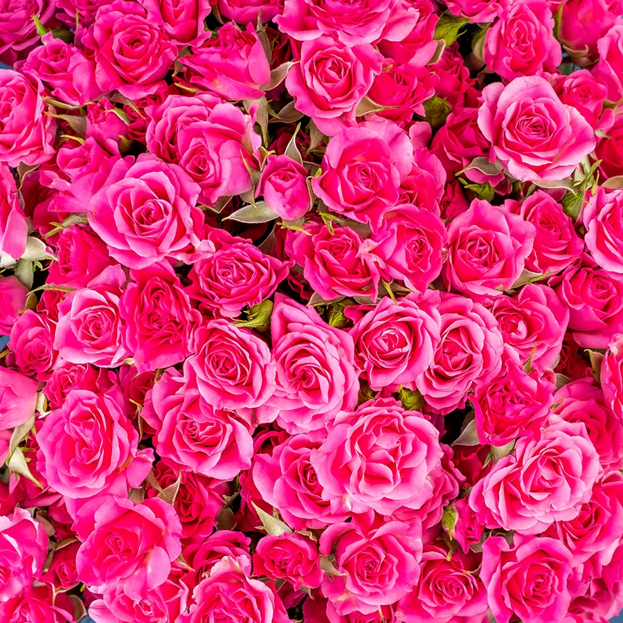 Картинка Роза кустовая Лиана Кения