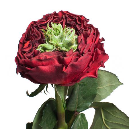 Картинка Роза Ред Ай