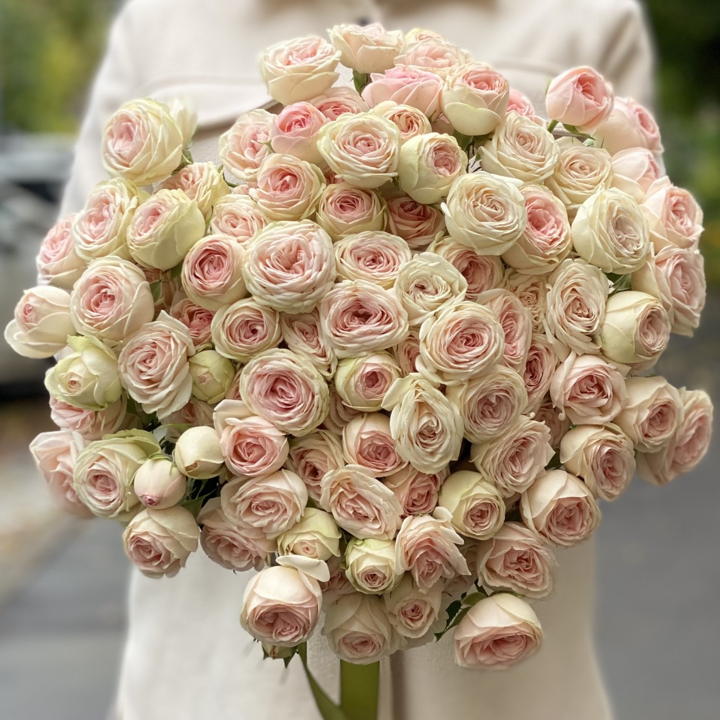 Картинка Роза кустовая Свит Джелато Кения