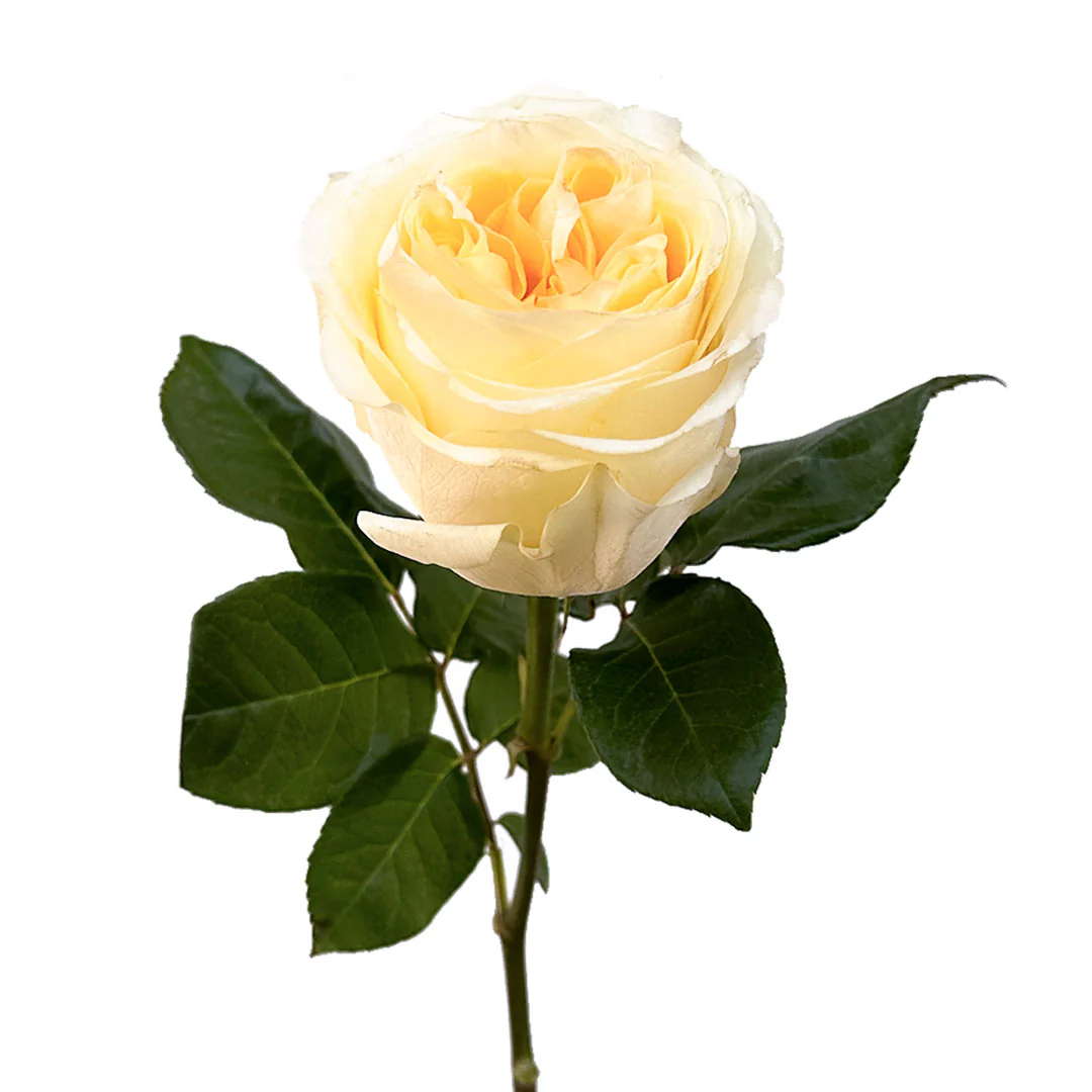 Картинка Роза Баттеркап