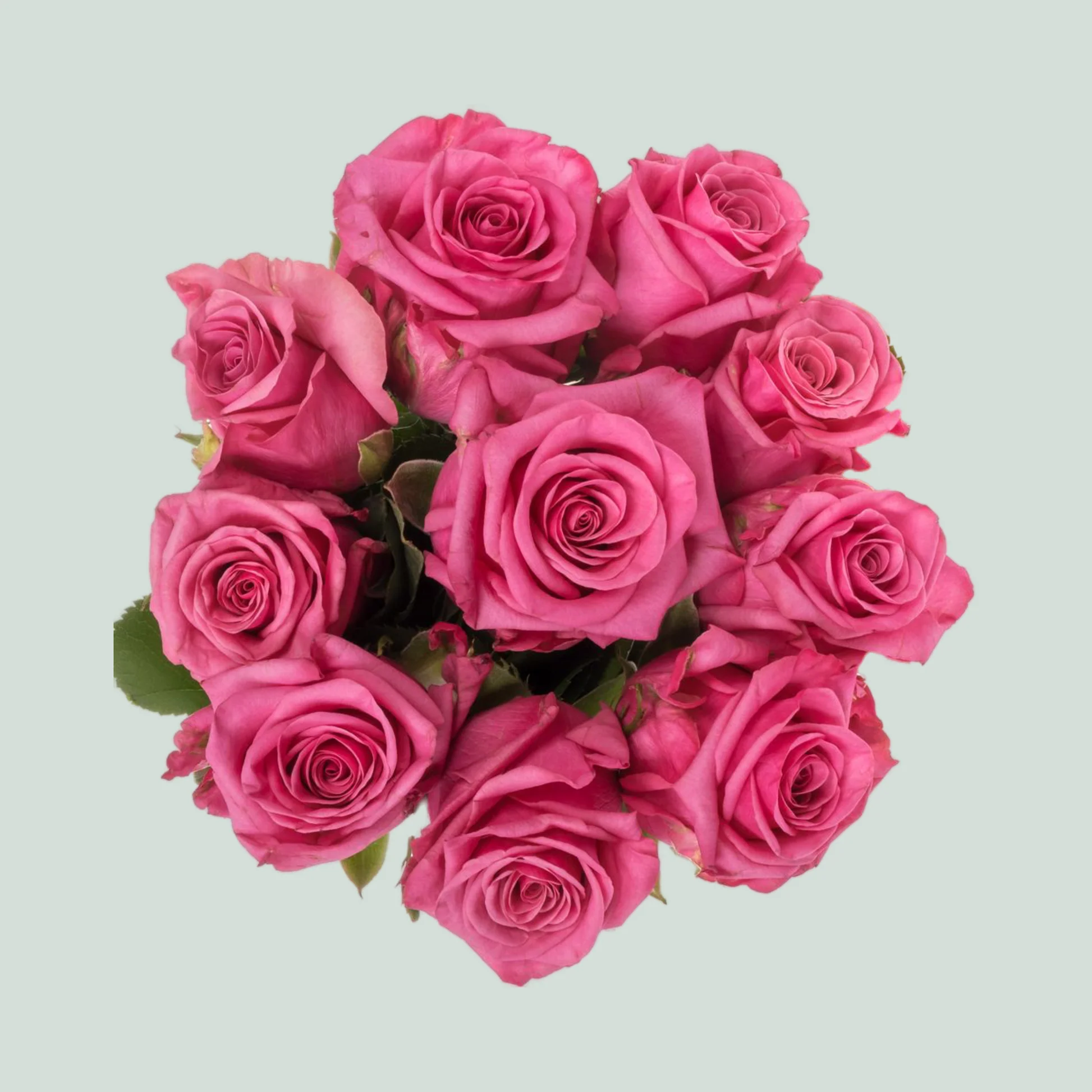 Картинка Роза Кисс Ми Кейт