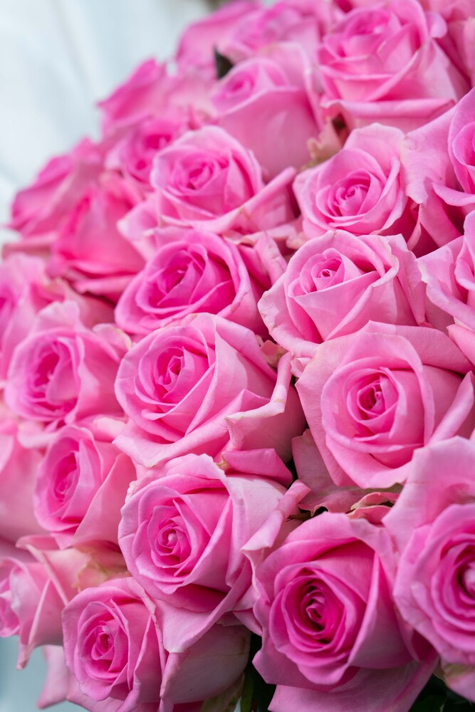 Картинка Роза Ревивал