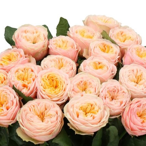 Картинка Роза Шивер