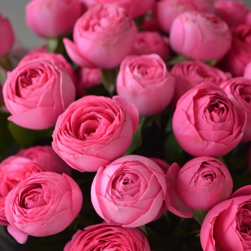 Картинка Роза кустовая Жизель Кения