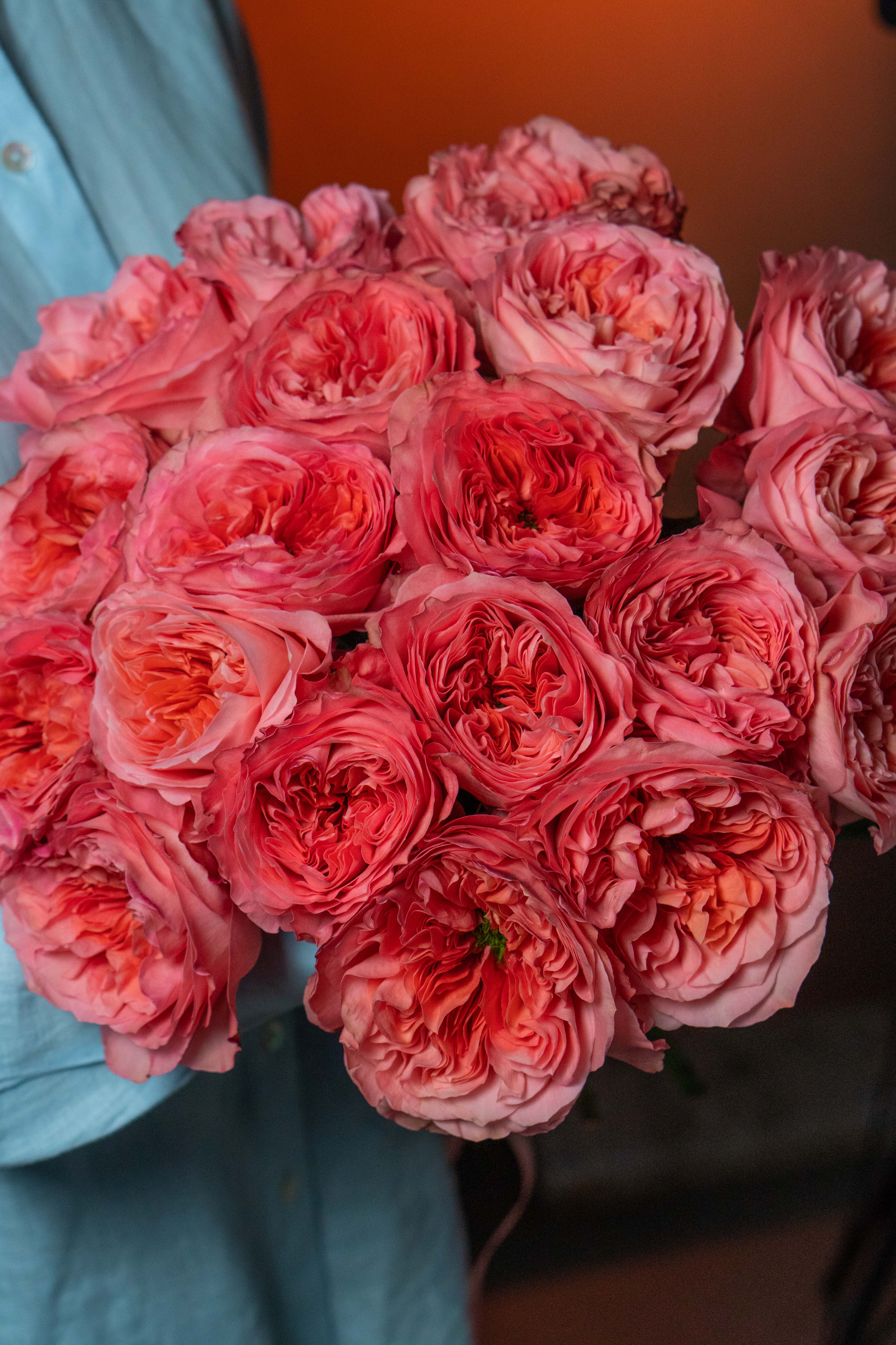 Картинка Роза Кенди Экспрешн