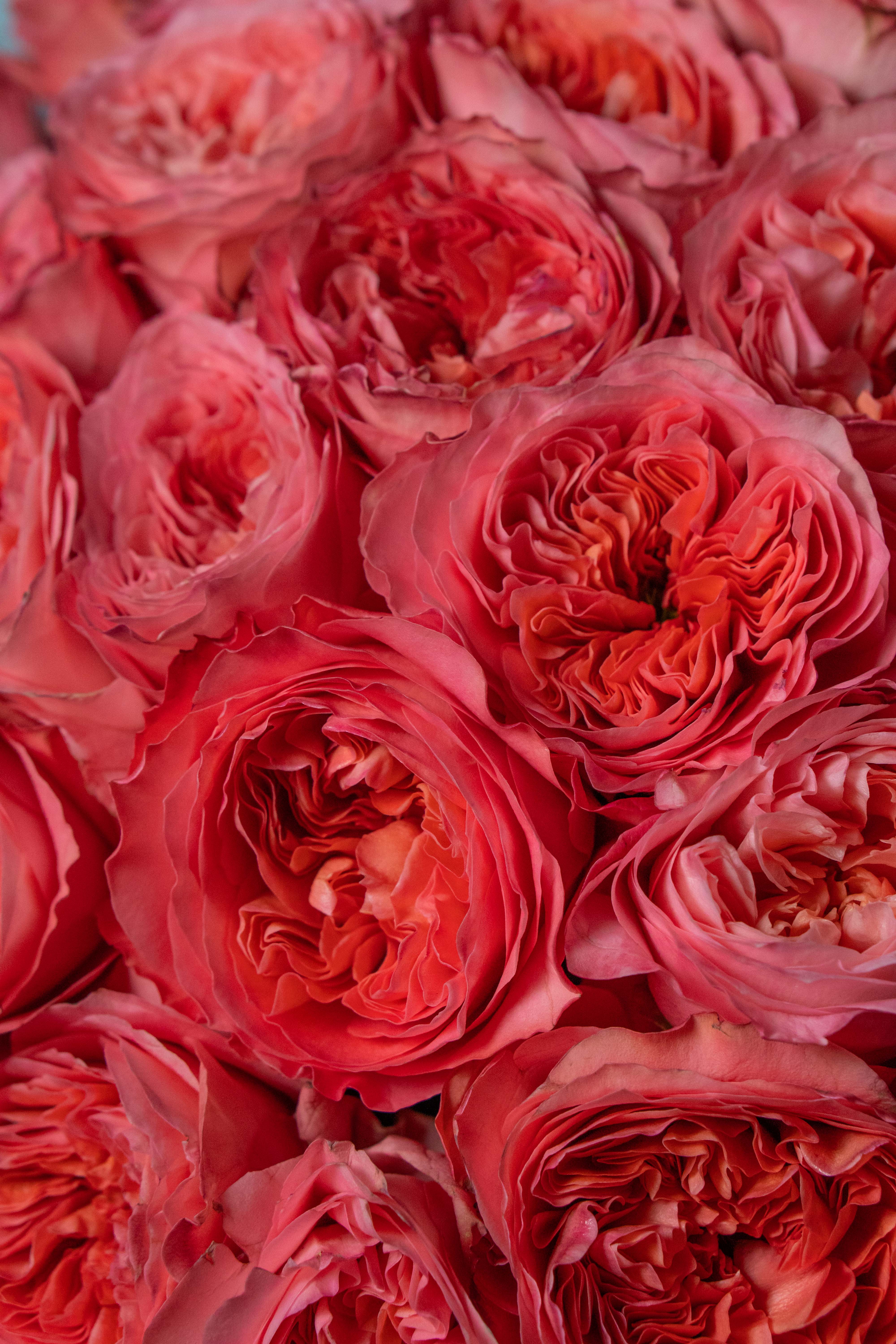 Картинка Роза Кенди Экспрешн