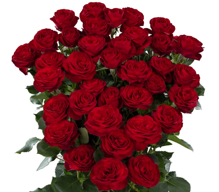 Картинка Роза кустовая Ред Трендсеттер Кения