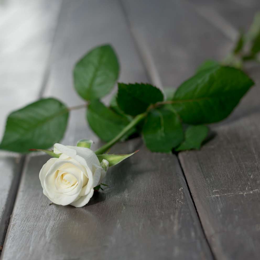 Картинка Роза Белуга