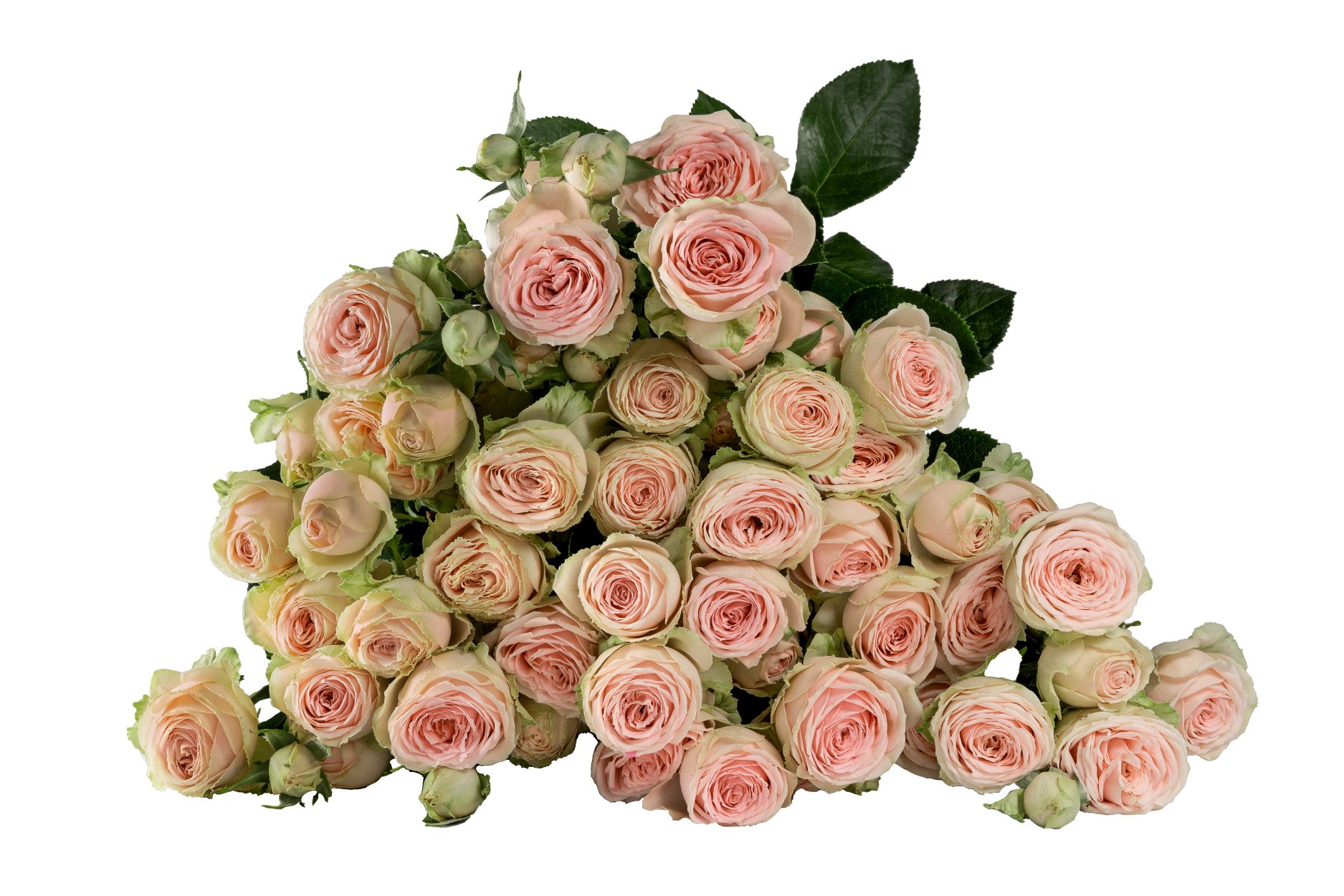 Картинка Роза кустовая Свит Жизель Кения