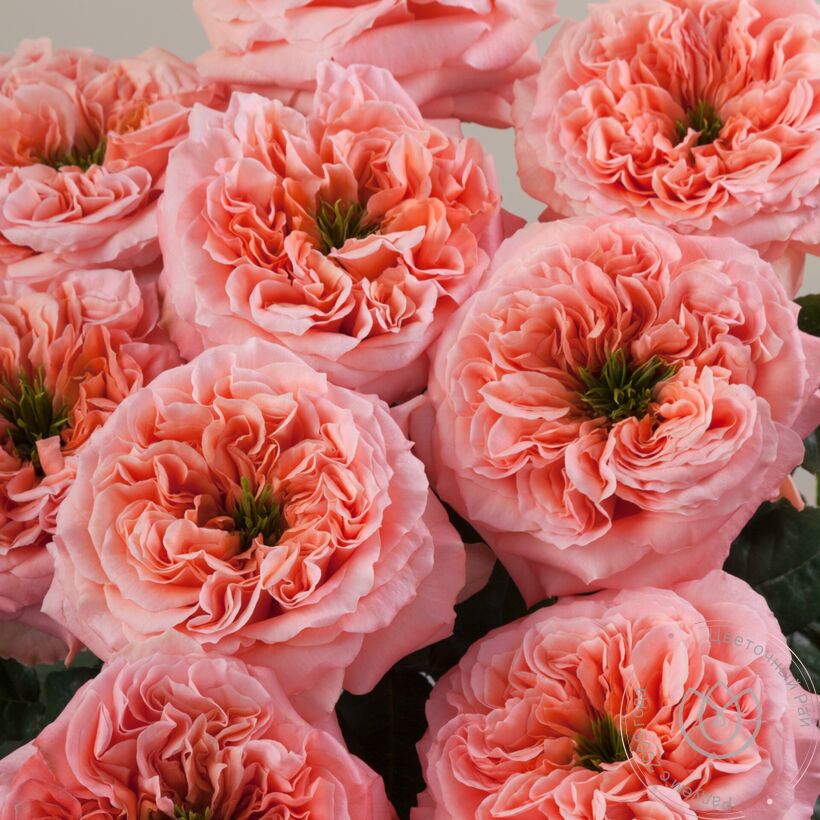 Картинка Роза Мандарин Экспрешн