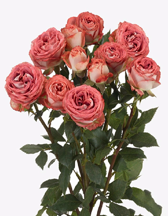 Картинка Роза кустовая Медеа Кения