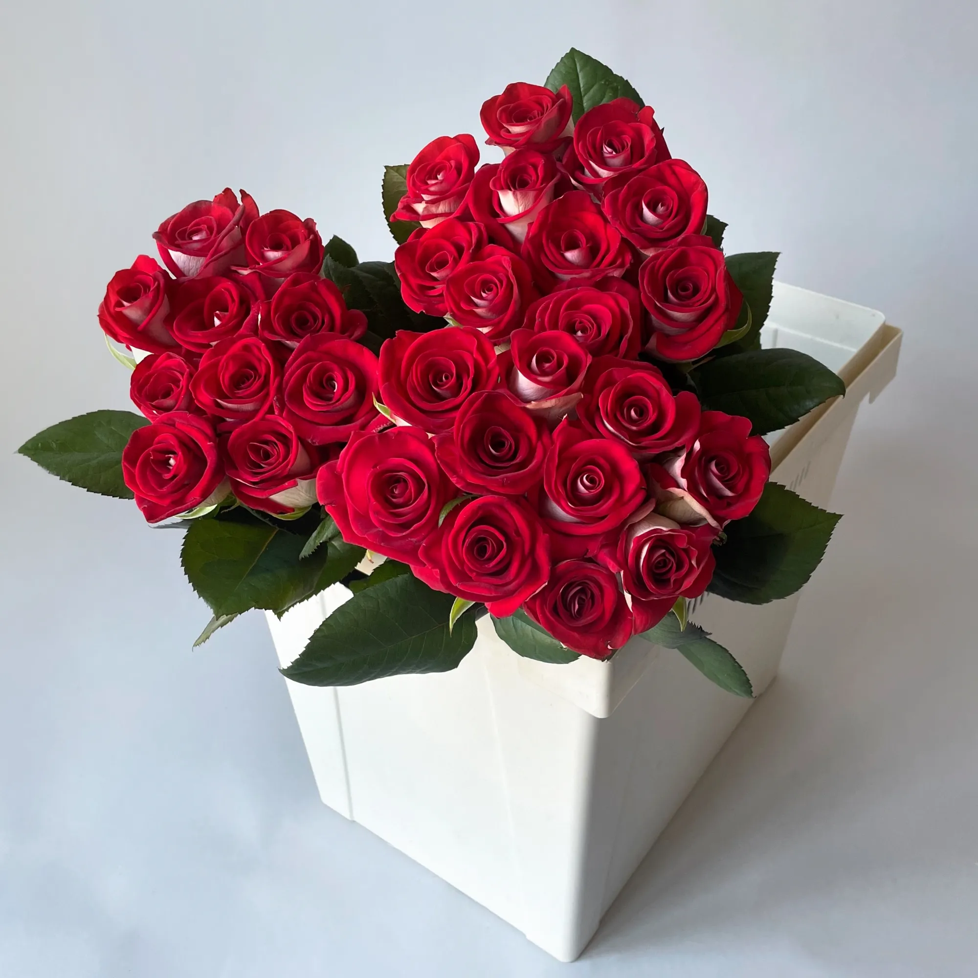 Картинка Роза Блюз