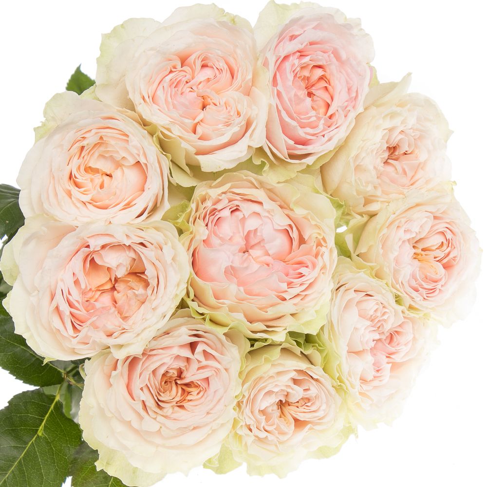 Картинка Роза Викториан Брайдл