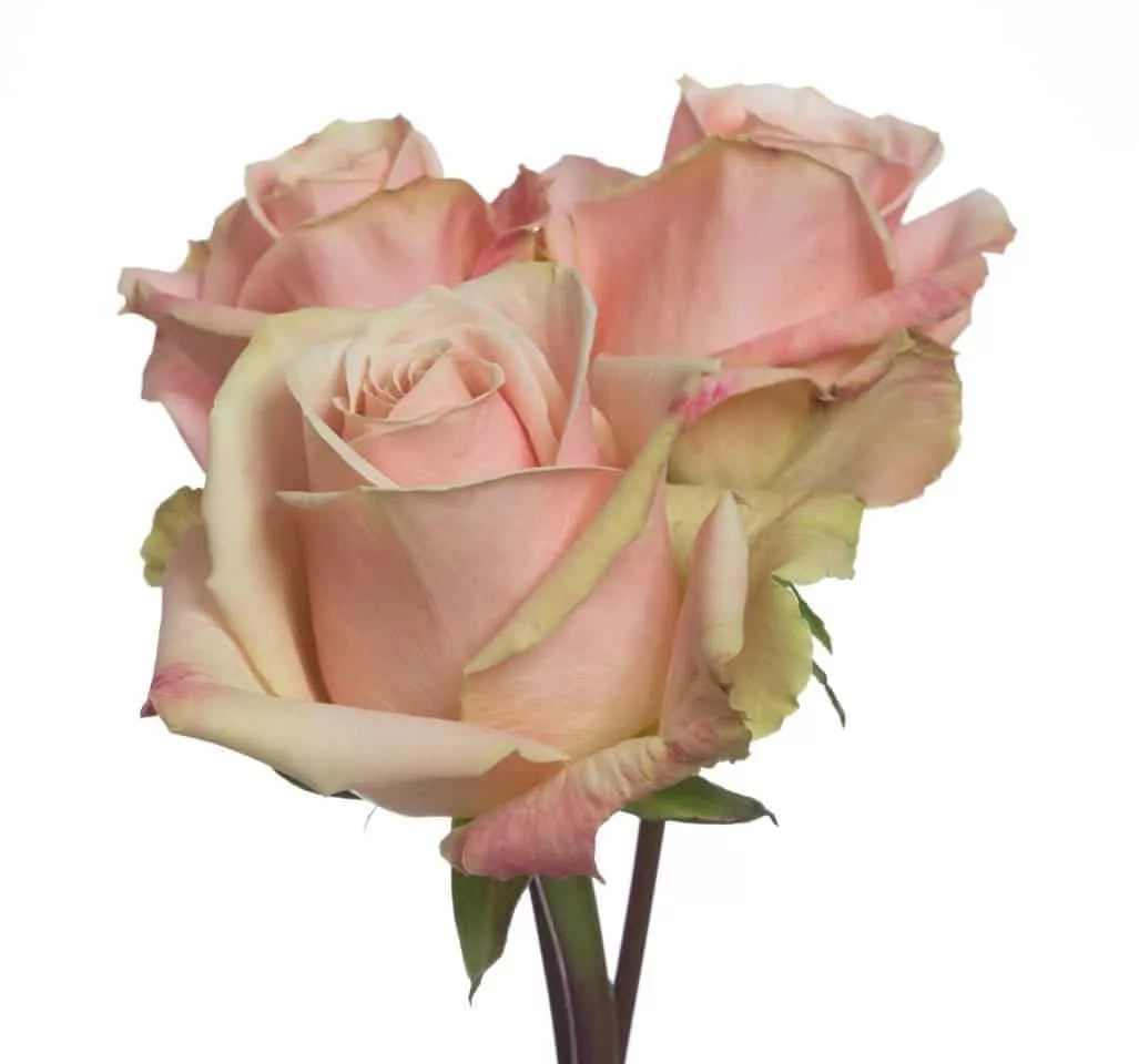 Картинка Роза Леди Сюзанна