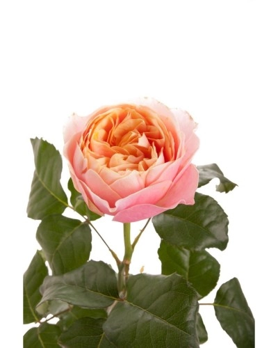 Картинка Роза Вувузела