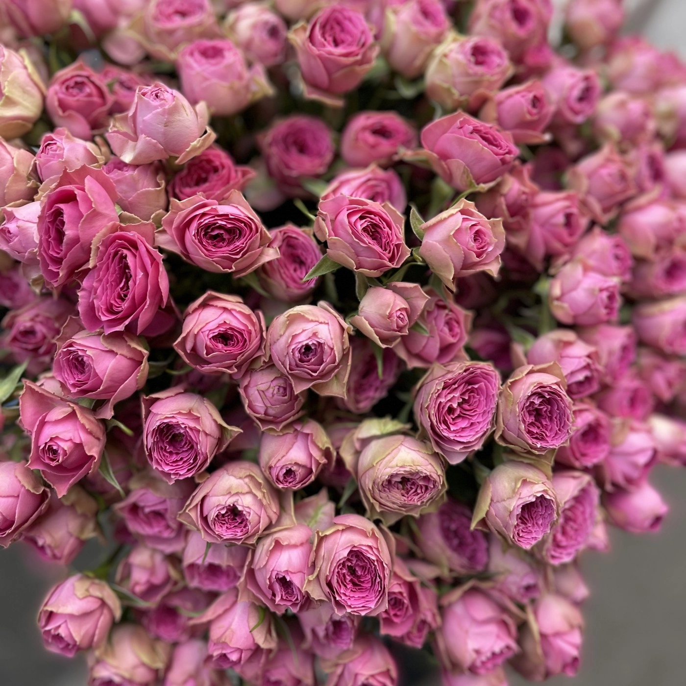 Картинка Роза кустовая Пинк Бижу