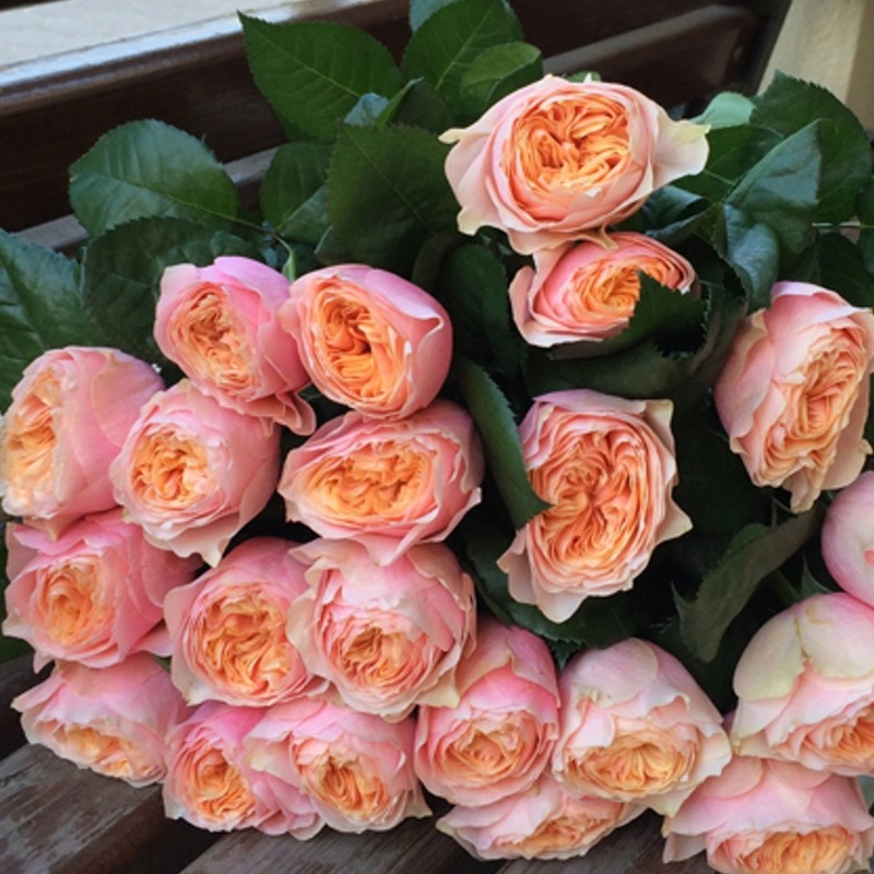 Картинка Роза Вувузела