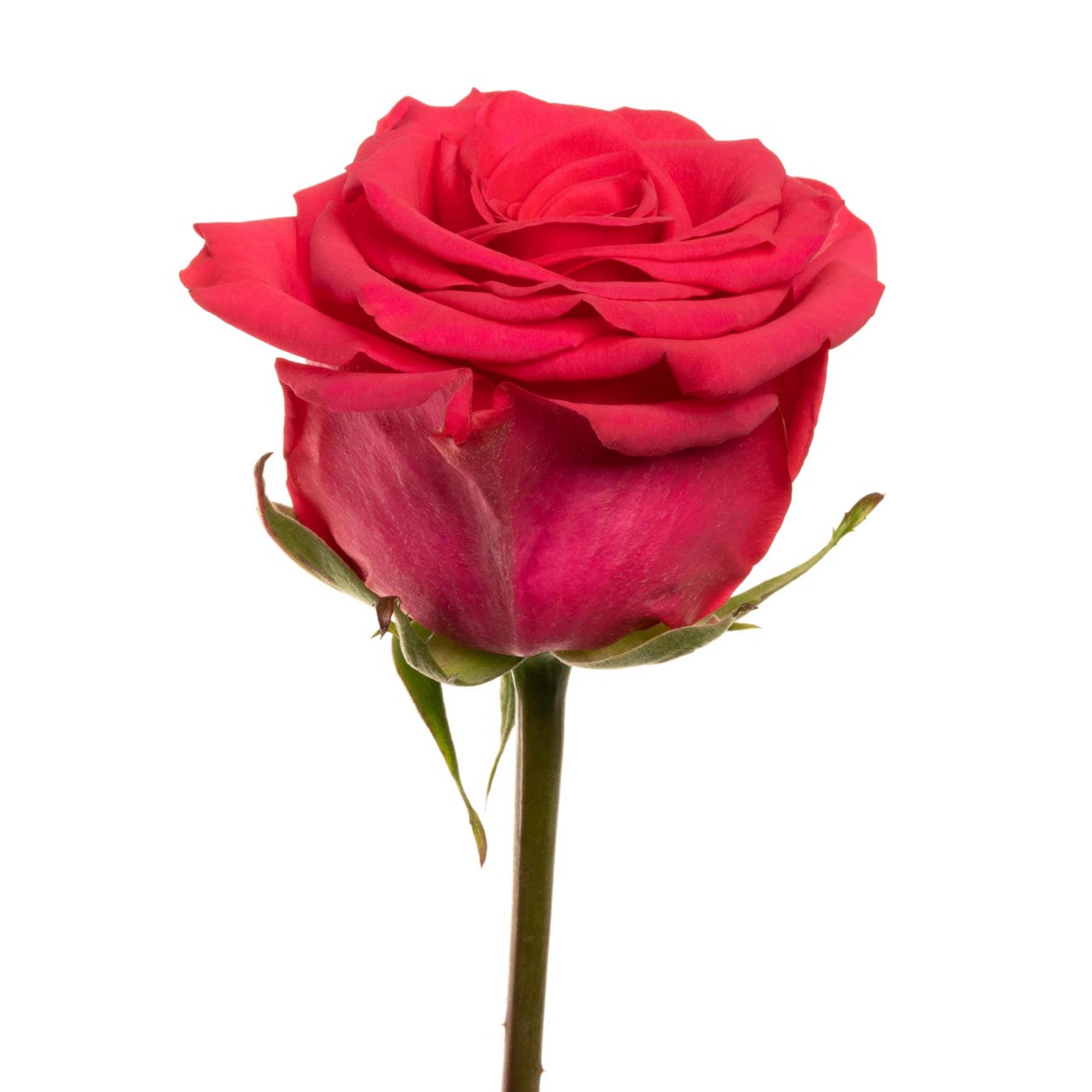 Картинка Роза Майрас Хот