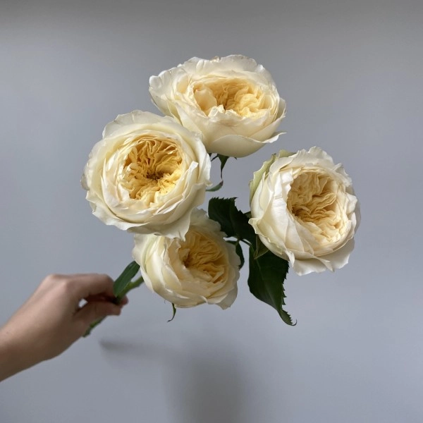 Картинка Роза кустовая Роял Парк Кения