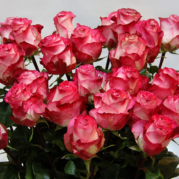 Картинка Роза Игуазу