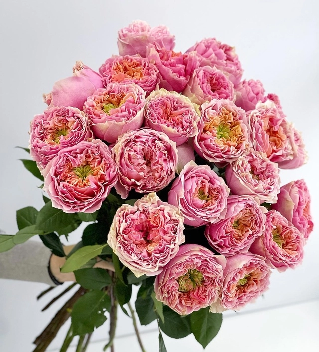 Картинка Роза Свит Ай