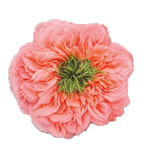 Картинка Роза Мандарин Экспрешн