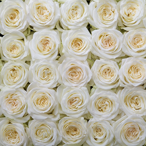 Картинка Роза Кэндилайт