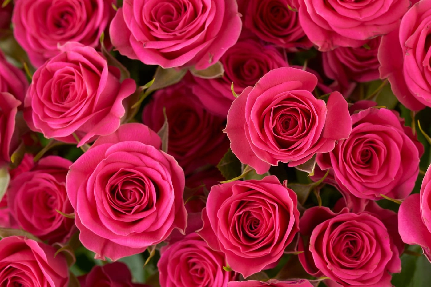 Картинка Роза кустовая Сильвана Кения