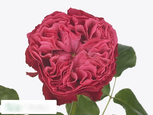 Картинка Роза Фрозен Саммерхаус