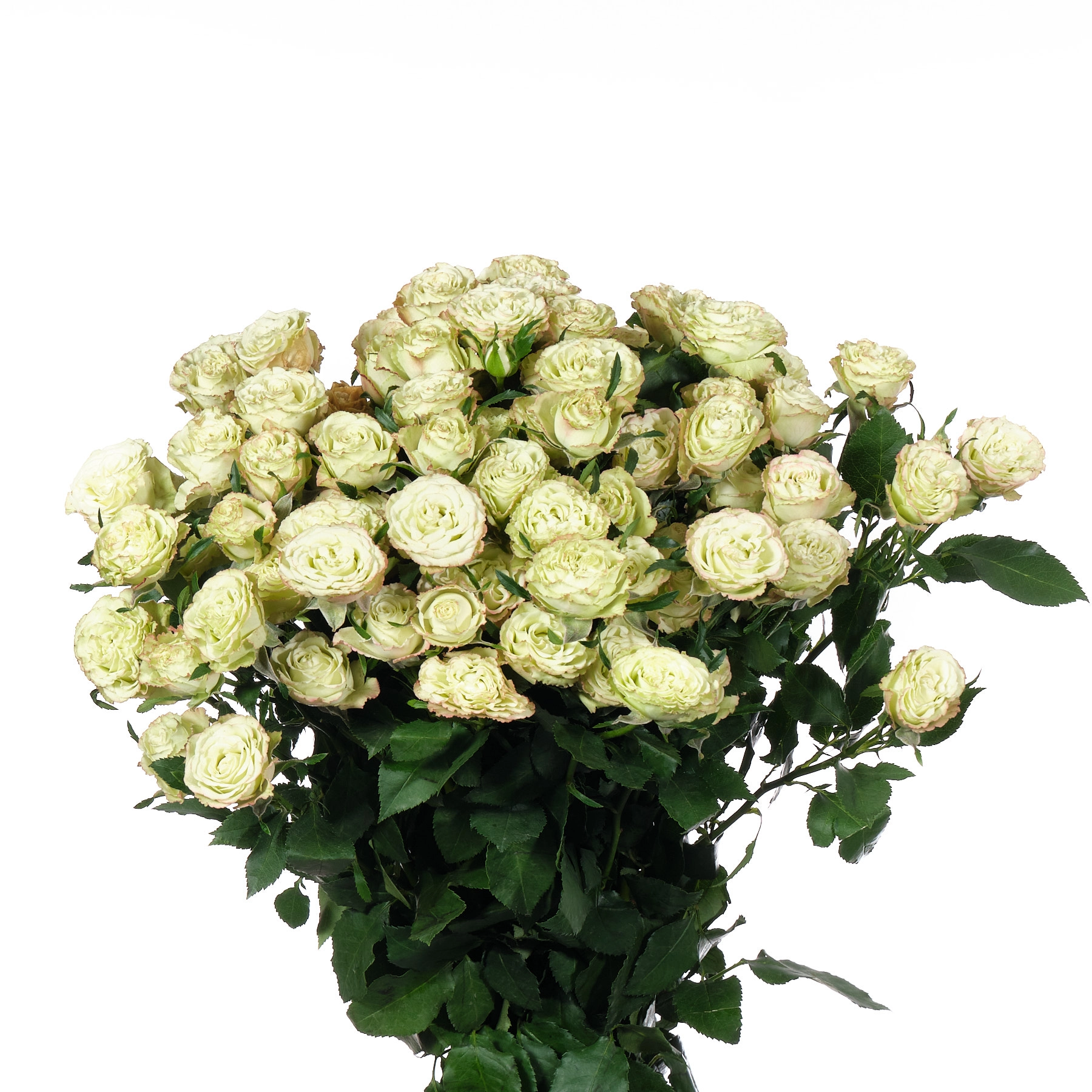 Картинка Роза кустовая Лимузин Кения