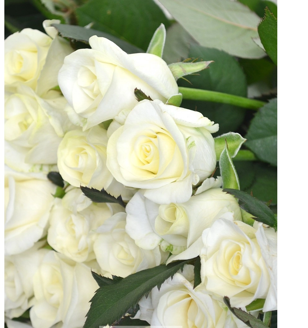 Картинка Роза Белуга