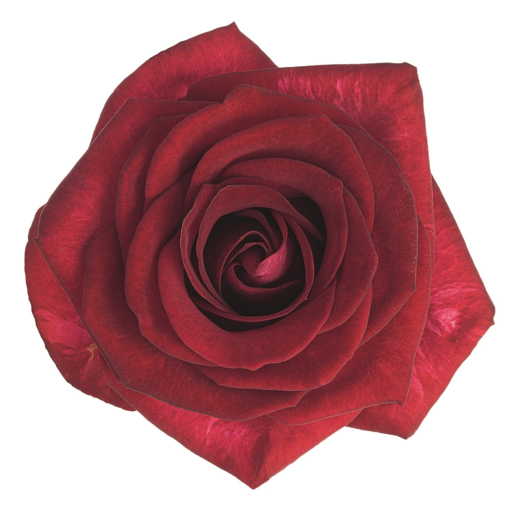 Картинка Роза Чири