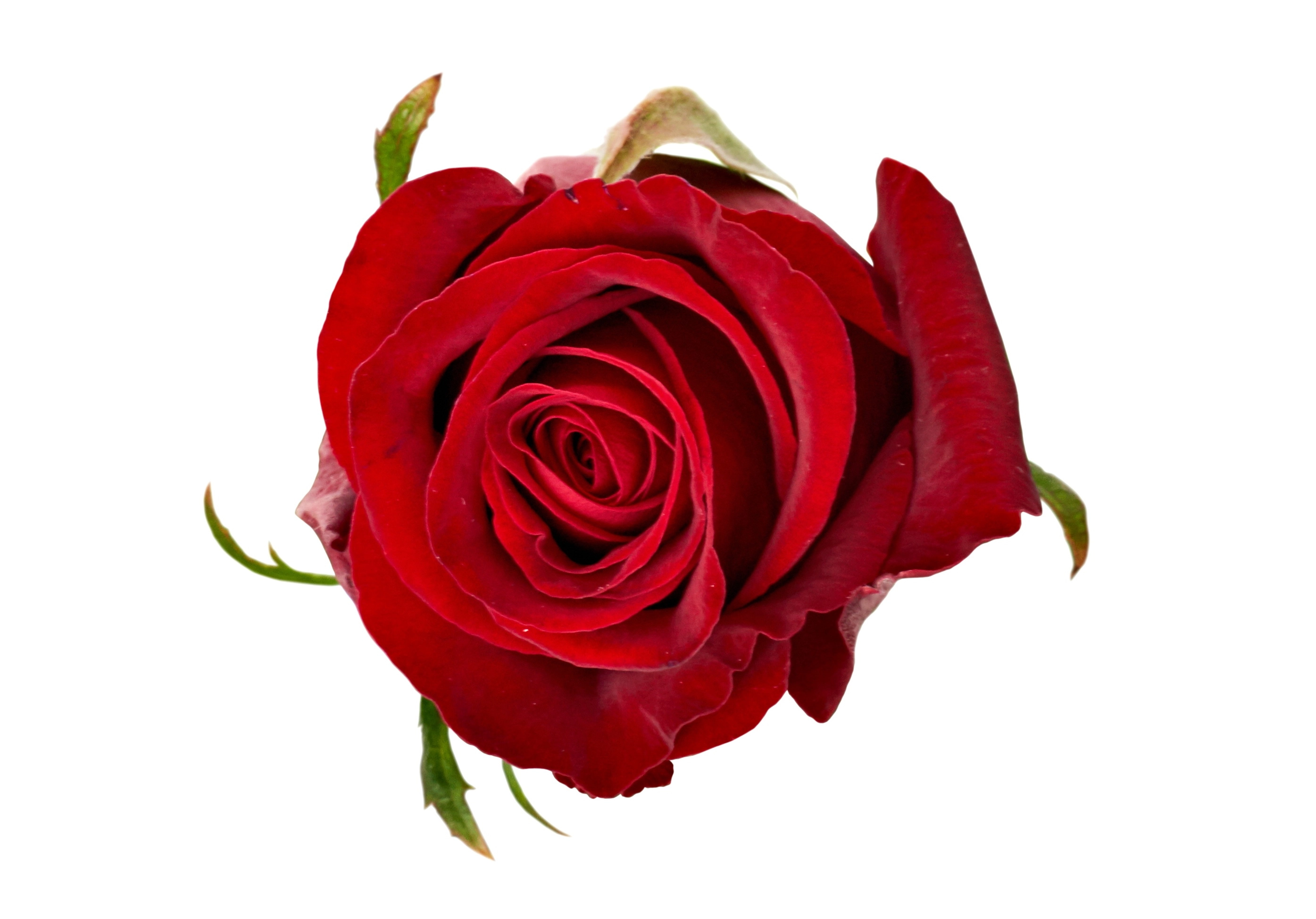 Картинка Роза Кон Амор