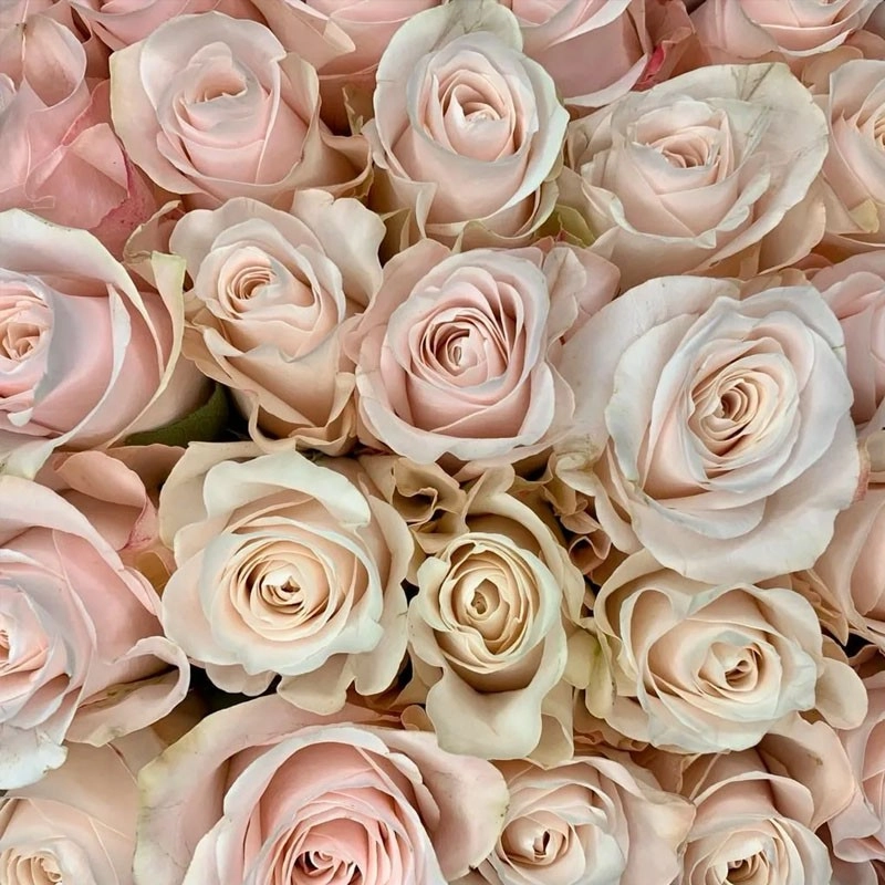 Картинка Роза Помароса