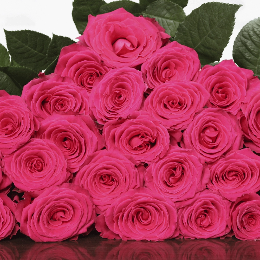 Картинка Роза Фул Монти