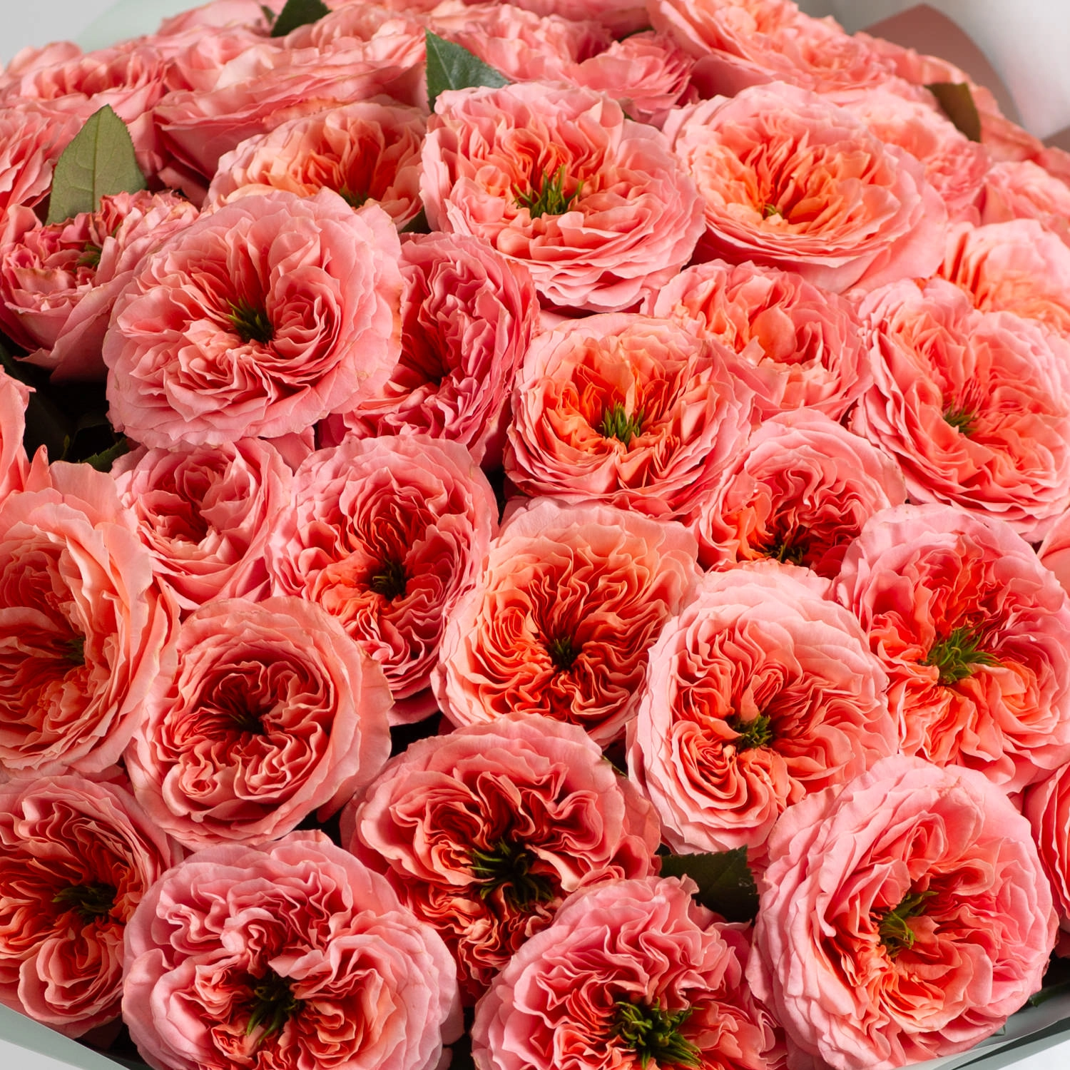 Картинка Роза Мандарин Экспрешн