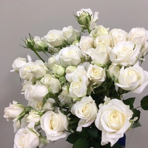 Картинка Роза кустовая Сноу Блоссом Кения