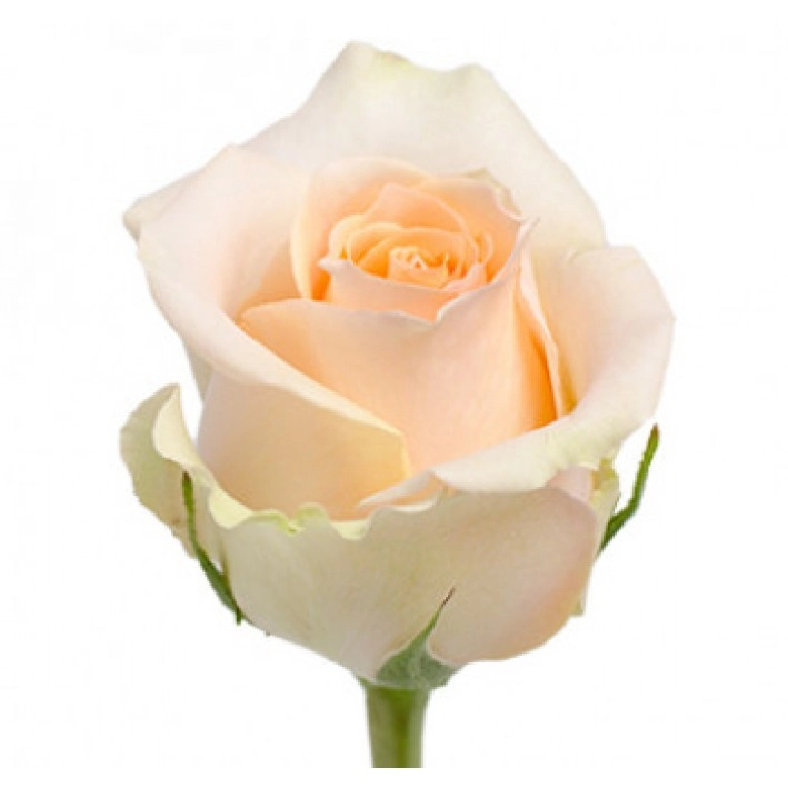 Картинка Роза Тиффани