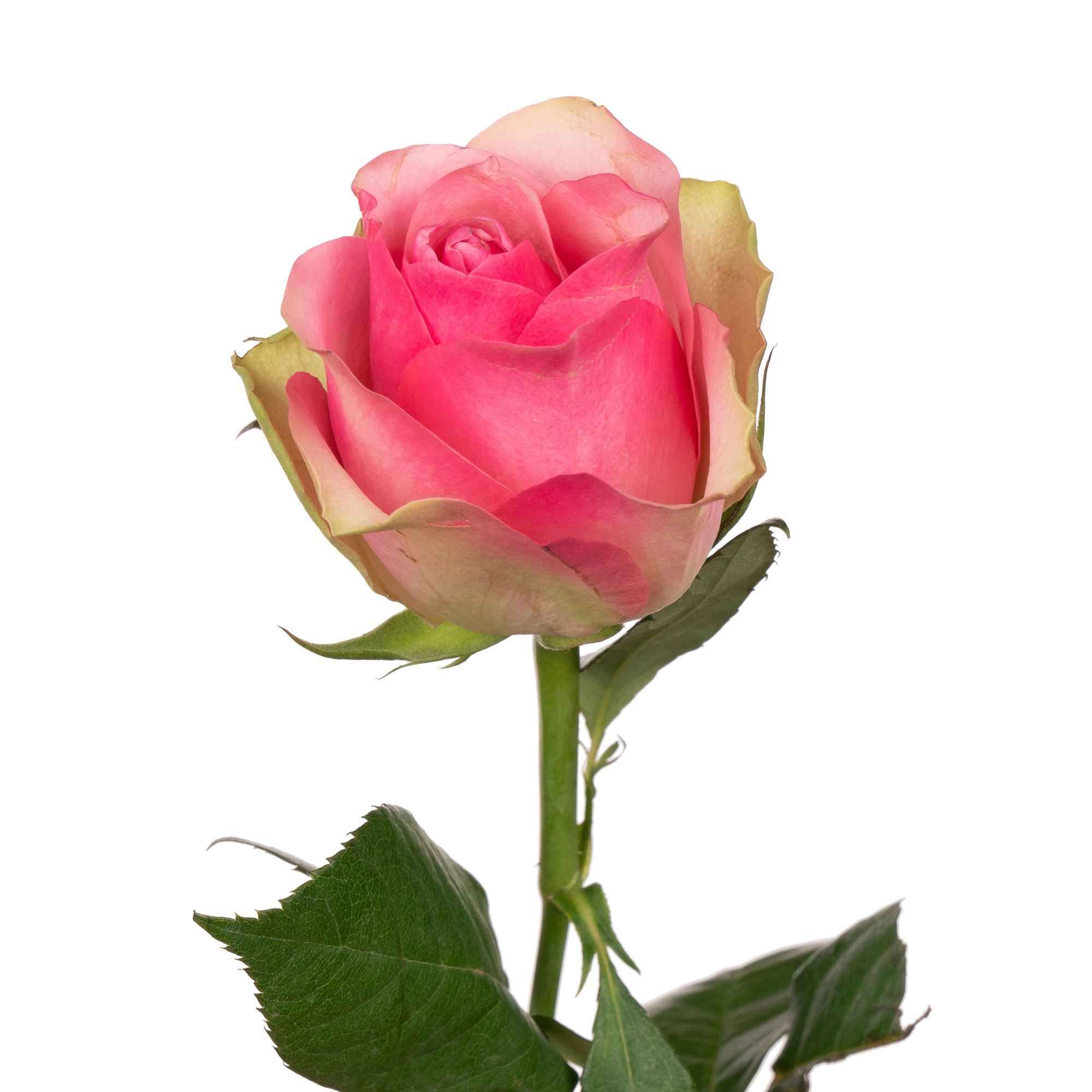 Картинка Роза Белла Вью