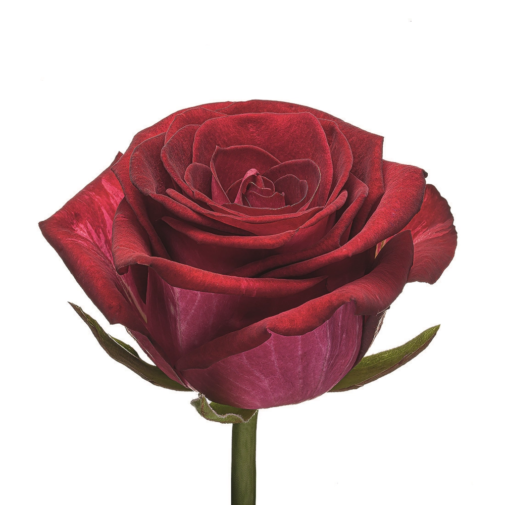 Картинка Роза Чири