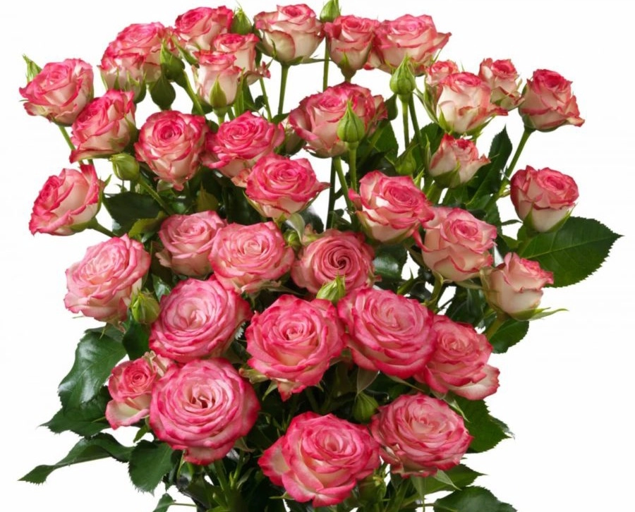 Картинка Роза кустовая Хейли Кения