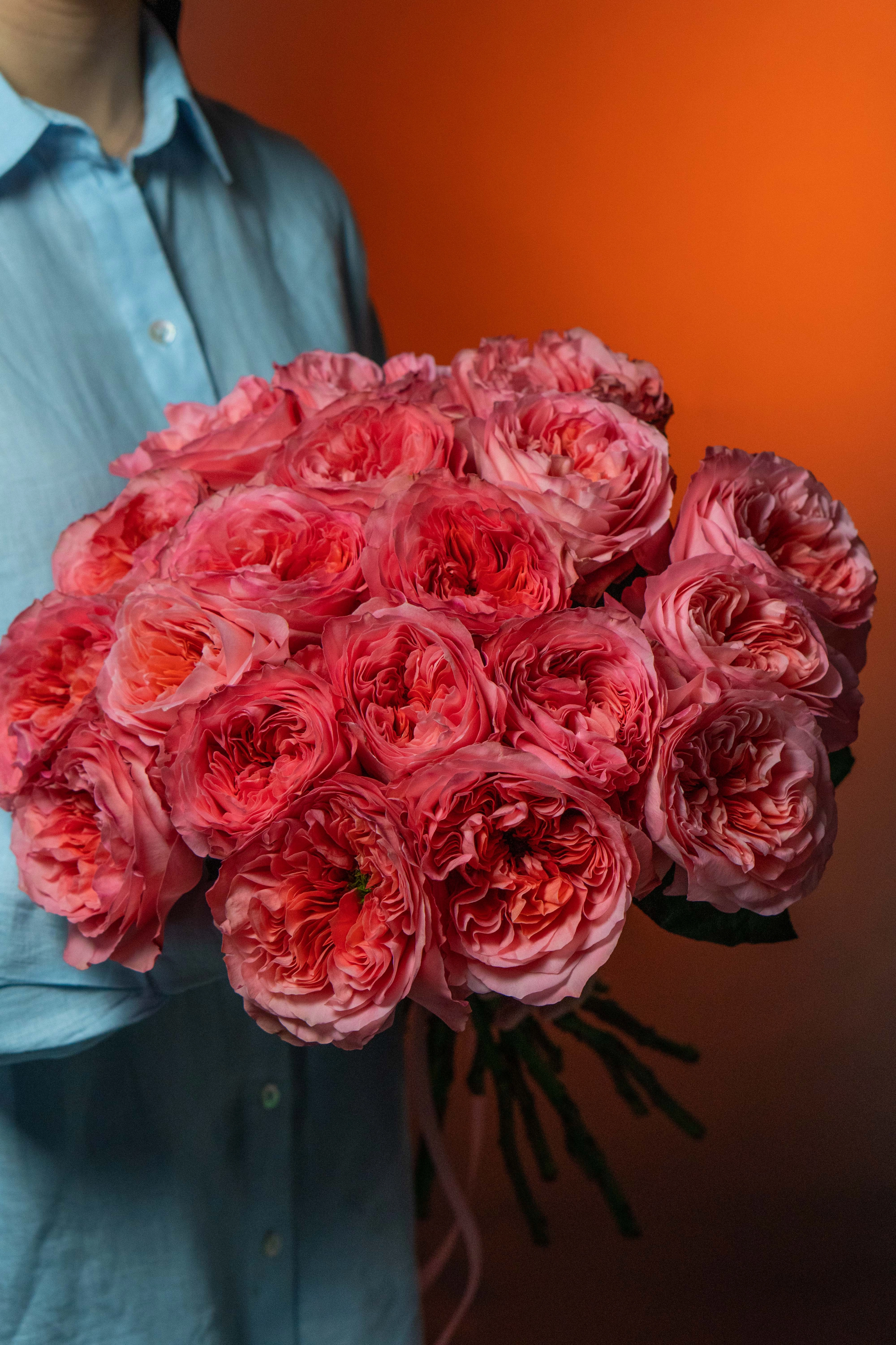 Картинка Роза Кенди Экспрешн