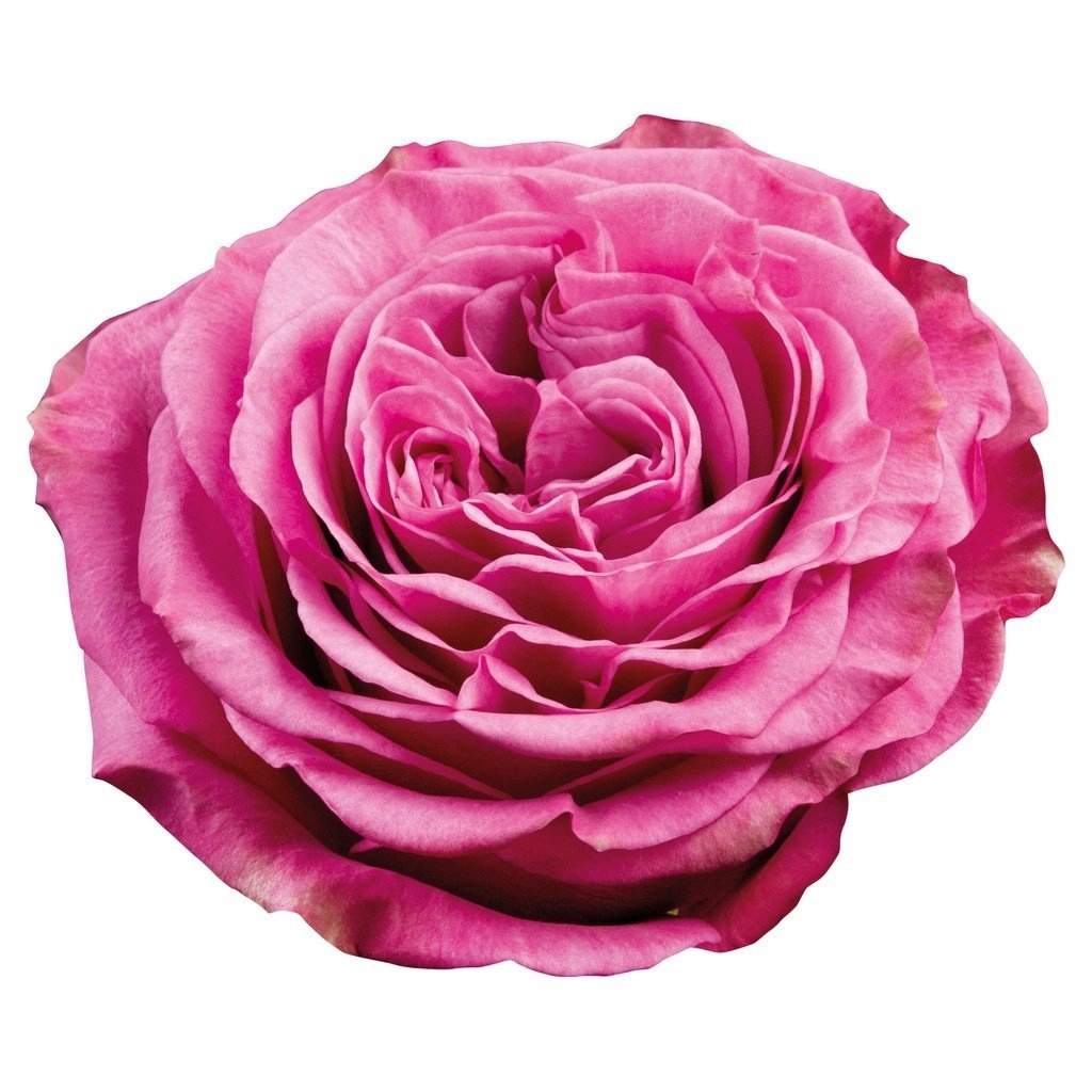 Картинка Роза Квинс Краун