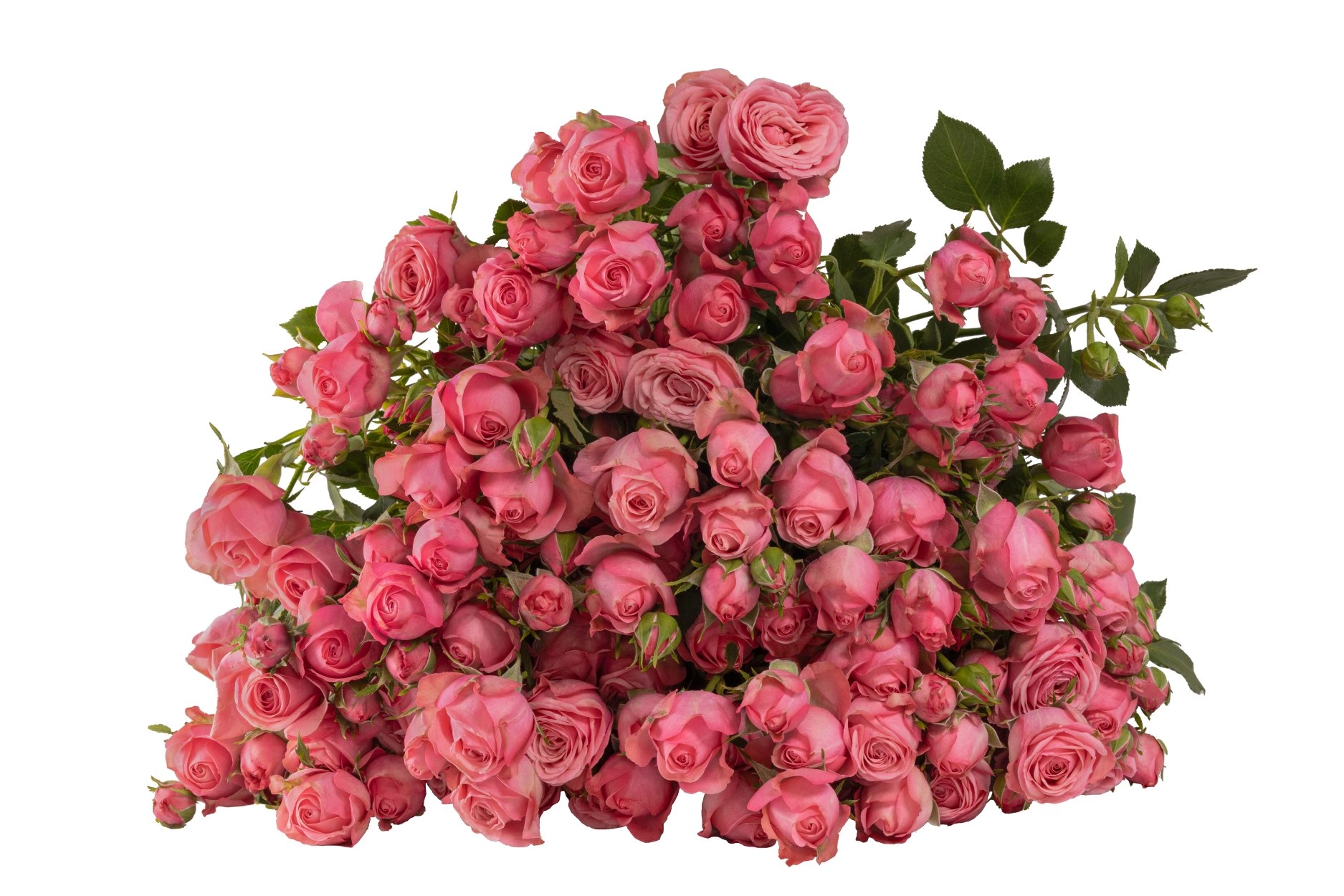 Картинка Роза кустовая Дионе Кения