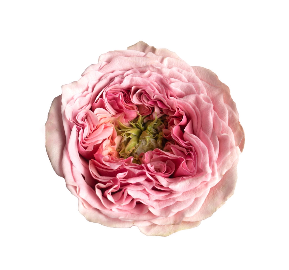 Картинка Роза Свит Ай